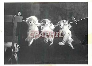 Seller image for Carte Postale Moderne Chats Chatons for sale by CPAPHIL