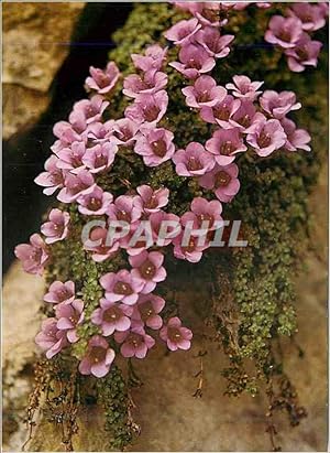 Seller image for Carte Postale Moderne Saxifrage a Feuilles Opposees Purple Saxifrage for sale by CPAPHIL