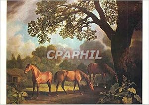 Carte Postale Moderne Walker Art Gallery Liverpool a Colt and Two Chestnut Horses