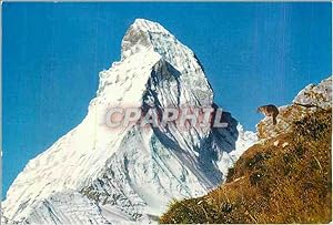 Bild des Verkufers fr Carte Postale Moderne Marmotte pres Zermatt zum Verkauf von CPAPHIL