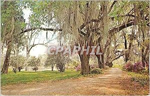 Carte Postale Moderne Typical Louisiana Scene Spanish Moss Oak trees and Azaleas
