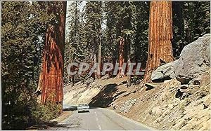 Carte Postale Moderne Highway through the Redwood Trees Never to be forgotten