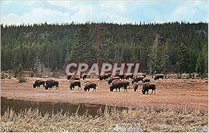 Carte Postale Moderne Yellowstone National Park Head of Bison (Buffalo)