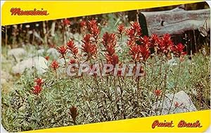 Carte Postale Ancienne Indian Paint Brush Flower of Mountain and Plain State Flower of Wyoming