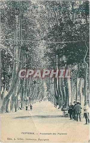 Carte Postale Ancienne Perpignan Promenade des Platanes