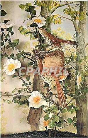 Seller image for Carte Postale Moderne Georgia State Flower Cherokee Rose Georgia State Tree Live Oak for sale by CPAPHIL