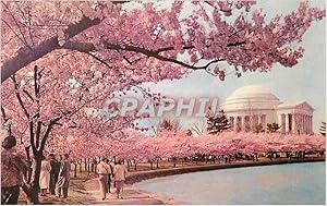 Carte Postale Moderne Washington DC Cherry Blossom Time Thomas Jefferson Memorial