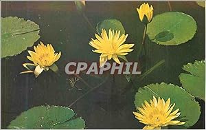 Carte Postale Moderne Tropical Water Lily Aviator Pring on display at the Missouri Botanical