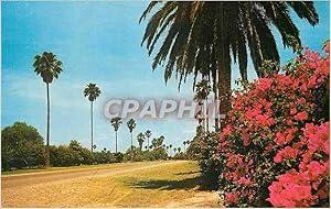 Carte Postale Ancienne Greetings from The Lower Rio Grande Valley of Texas The Land of Palms et F...