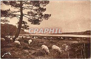 Carte Postale Ancienne Hossegor pres Capbreton Paturages au bord du lac Moutons