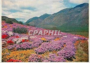 Carte Postale Moderne Cape South Africa Floral Carpet at Montagu Nature Garden in Spring