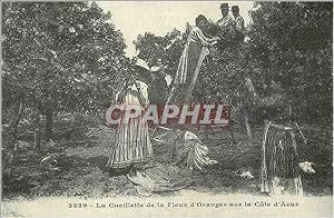 Bild des Verkufers fr Reproduction La Cueillette de la Fleur d'Oranger sur la Cote d'Azur Provence Folklore zum Verkauf von CPAPHIL