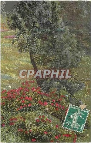 Image du vendeur pour Carte Postale Ancienne Sapin mis en vente par CPAPHIL