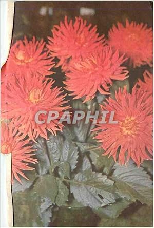 Bild des Verkufers fr Carte Postale Ancienne Dahlia Audries Orangeos zum Verkauf von CPAPHIL