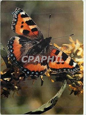 Image du vendeur pour Carte Postale Moderne Aglais Urticae La Petite Tortue Papillon mis en vente par CPAPHIL