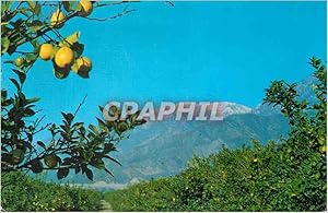 Bild des Verkufers fr Carte Postale Moderne Lemon Grove with Snow Capped Mountains zum Verkauf von CPAPHIL