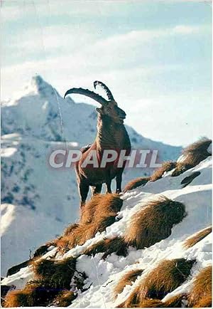 Imagen del vendedor de Carte Postale Moderne Animaux de nos Montagnes Le Bouquetin des Sommets a la venta por CPAPHIL