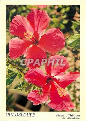 Carte Postale Moderne Guadeloupe Fleurs d'Hibiscus