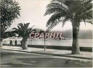 Carte Postale Moderne Ajaccio Corse Boulevard Albert Ier