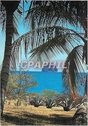 Carte Postale Moderne Martinique le Diamant sous les Palmiers