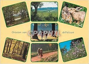 Carte Postale Moderne Groeten Van de Veluwe Lapin