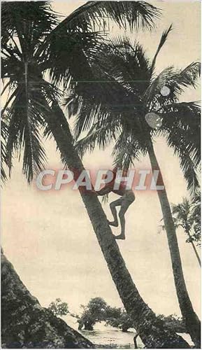 Carte Postale Moderne Nouvelle Caledonie (Cocotiers) Dans le Sillage de Bougainville