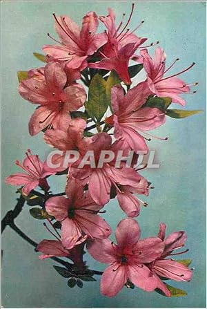 Carte Postale Moderne Kurume Azalea Latin name