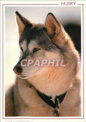 Imagen del vendedor de Carte Postale Moderne Chien Husky a la venta por CPAPHIL