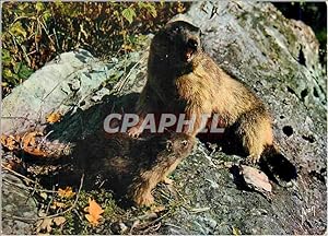 Bild des Verkufers fr Carte Postale Moderne Faune de France La Marmotte et son jeune Marmotion zum Verkauf von CPAPHIL