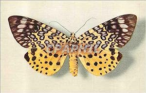 Carte Postale Moderne Moorea Argus (Assam)(Collection Boubee) Papillon