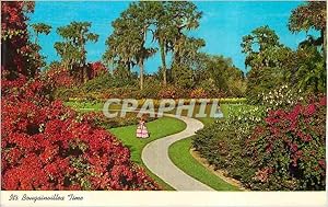 Carte Postale Moderne It's Bougainvillea Time Florida's Cypress Gardens is a paradise for lovers ...