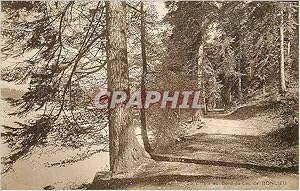 Carte Postale Ancienne Sous Bois au Bord du Lac de Bonlieu