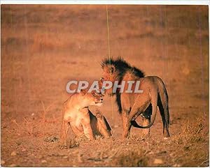 Image du vendeur pour Carte Postale Moderne Lion pair Exhibiting mating Behaviour mis en vente par CPAPHIL