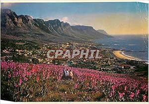 Seller image for Carte Postale Moderne Among the Watsonias Growing wild on the Stopes of Lions Head with the Beach and Houses of Camps Bay Yellowed in the for sale by CPAPHIL