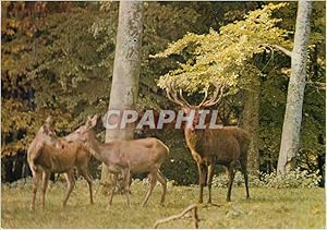 Carte Postale Ancienne Ardennes Pittoresque Gibiers de nos forêts Cerf et Biches