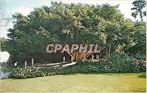 Bild des Verkufers fr Carte Postale Moderne The Banyan Tree at Floridas Cypress Gardens is one of the largest in the state zum Verkauf von CPAPHIL