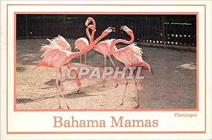 Carte Postale Moderne Bahama Mamas Flamingos The National Bird of the Bahamas