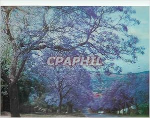 Immagine del venditore per Carte Postale Moderne Pretoria A Suburban Street at Jacaranda time in October venduto da CPAPHIL