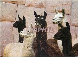 Bild des Verkufers fr Carte Postale Moderne Peru Cusco Lamas et Pierres aux 12 Anges zum Verkauf von CPAPHIL
