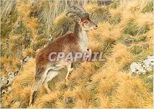 Bild des Verkufers fr Carte Postale Moderne Der Athiopische Steinbock WWF Walia Ibex zum Verkauf von CPAPHIL