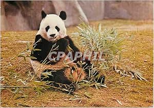 Image du vendeur pour Carte Postale Moderne Grand Panda Province du Se Tchouan (Chine) China Parc zoologique Paris Zoo Museum national d'Histoire Naturelle mis en vente par CPAPHIL