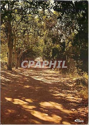 Image du vendeur pour Carte Postale Moderne le de Porquerolles (Var) Le Chemin de la Courtade et les Eucalyptus mis en vente par CPAPHIL