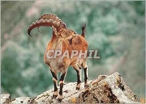 Bild des Verkufers fr Carte Postale Moderne Der Athiopische Steinbock Walie Ibex zum Verkauf von CPAPHIL