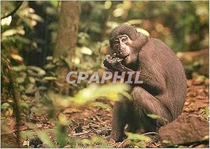 Image du vendeur pour Carte Postale Moderne Mangabey a Collier Blanc Singe WWF mis en vente par CPAPHIL