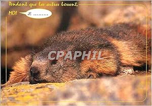 Bild des Verkufers fr Carte Postale Moderne C'est la Vie de Marmotte Pendant que les Autres Bossent Moi je zum Verkauf von CPAPHIL