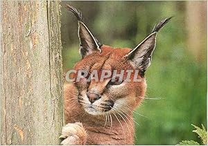 Carte Postale Moderne Caracal WWF World Wide Fund for Nature