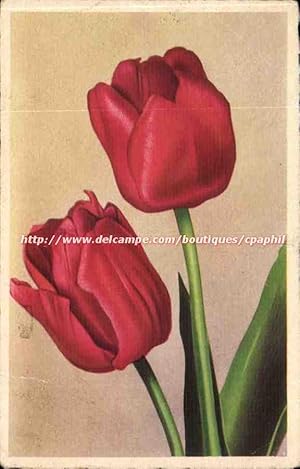 Seller image for Fleurs - tulipes - tulips - small tear Carte Postale Ancienne for sale by CPAPHIL
