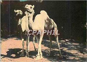Bild des Verkufers fr Carte Postale Moderne Ghardaia (Oasis) Meharis Chameaux zum Verkauf von CPAPHIL
