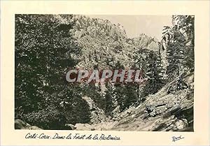 Seller image for Carte Postale Moderne Corte Corse Dans la fort de la Restonica for sale by CPAPHIL