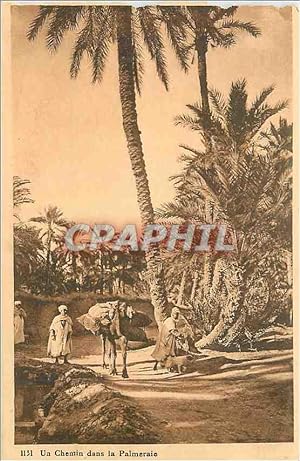 Carte Postale Ancienne Un chemin dans la palmeraie Ane Donkey Afrique du Nord